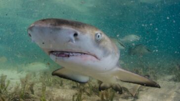 the-buzz-is-real:-baby-shark-tests-positive-for-cocaine