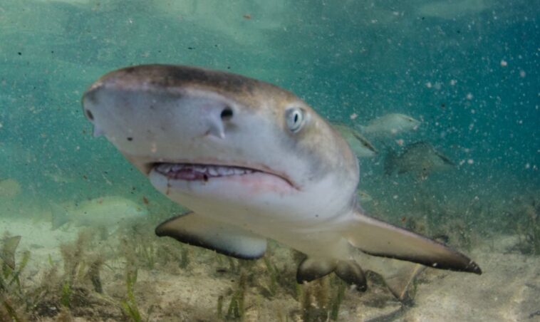 the-buzz-is-real:-baby-shark-tests-positive-for-cocaine