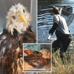 bald-eagle-rescued-from-alligator-filled-canal-in-florida:-‘a-majestic-save’