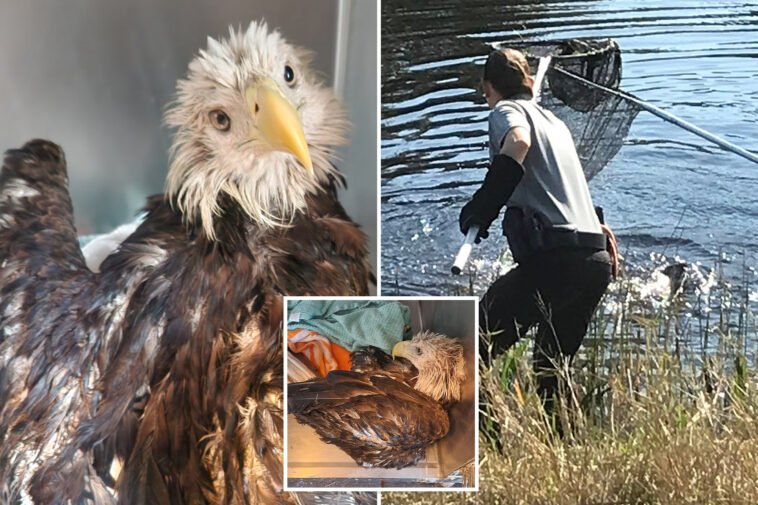 bald-eagle-rescued-from-alligator-filled-canal-in-florida:-‘a-majestic-save’