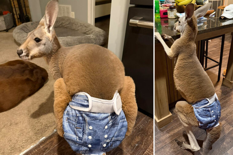 kangaroo-sporting-trendy-denim-diaper-escapes-wisconsin-petting-zoo:-‘he-is-not-mean’