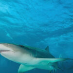 researchers-discover-‘cocaine-sharks’-in-the-bahamas