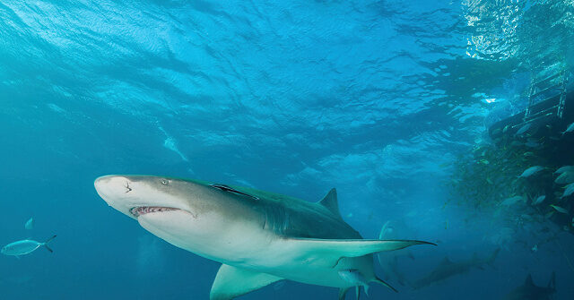 researchers-discover-‘cocaine-sharks’-in-the-bahamas