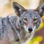 coyotes-roam-la-streets,-from-santa-monica-to-del-rey