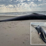 massive-40-foot-whale-carcass-washes-up-on-nyc-beach