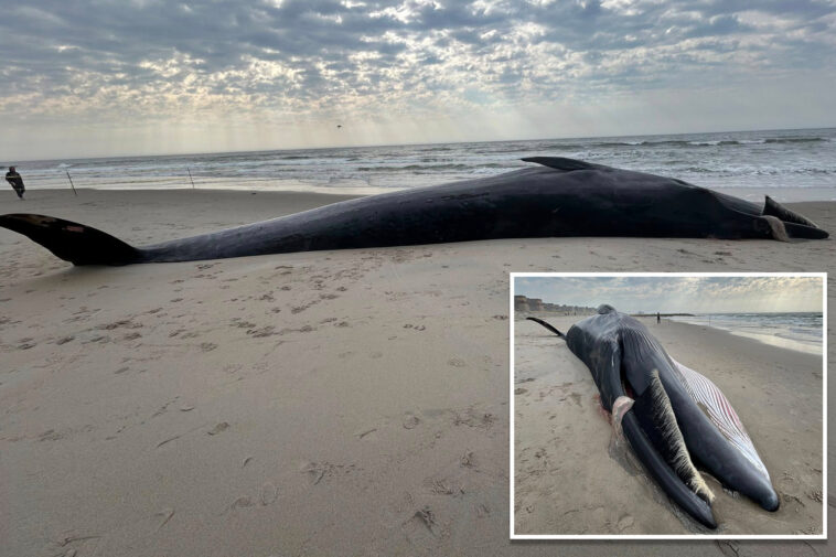 massive-40-foot-whale-carcass-washes-up-on-nyc-beach