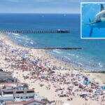 great-white-horror-as-shark-stalks-surfer-along-luxe-socal-coastline