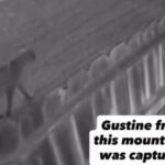 mystery-as-‘large-wild’-beast-on-the-prowl-in-small-california-town