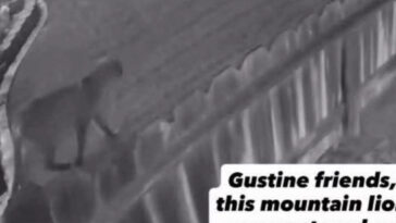 mystery-as-‘large-wild’-beast-on-the-prowl-in-small-california-town