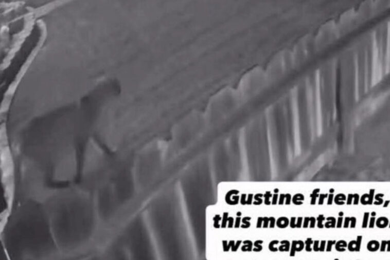 mystery-as-‘large-wild’-beast-on-the-prowl-in-small-california-town