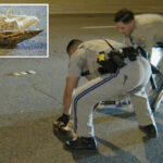 adorable-owl-rescued-after-taking-nosedive-onto-busy-socal-roadway