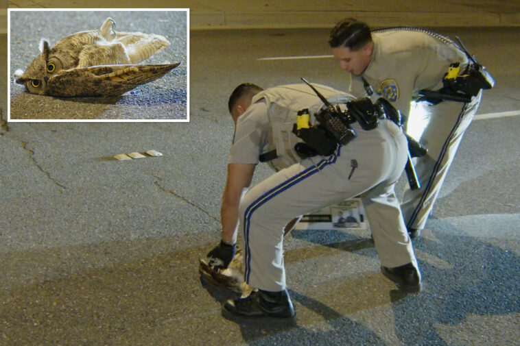 adorable-owl-rescued-after-taking-nosedive-onto-busy-socal-roadway