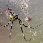 giant-golden-spiders-could-spread-this-summer;-experts-downplay-health-risk