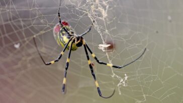 giant-golden-spiders-could-spread-this-summer;-experts-downplay-health-risk