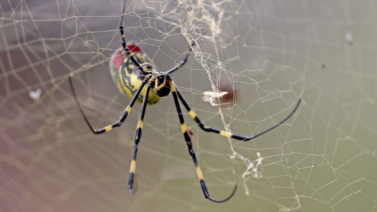 giant-golden-spiders-could-spread-this-summer;-experts-downplay-health-risk