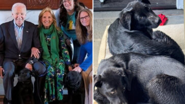 biden-adopts-two-puppies-after-his-past-dogs-terrorized-white-house-personnel 