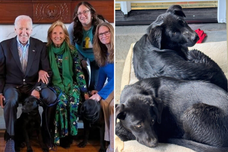 biden-adopts-two-puppies-after-his-past-dogs-terrorized-white-house-personnel 