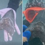 wyoming-teen-discovers-rare-and-ancient-megalodon-shark-tooth-off-florida-coast