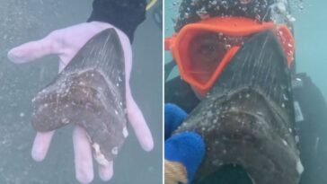 wyoming-teen-discovers-rare-and-ancient-megalodon-shark-tooth-off-florida-coast