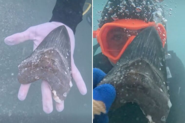 wyoming-teen-discovers-rare-and-ancient-megalodon-shark-tooth-off-florida-coast