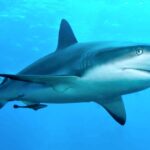 sharks-in-the-caribbean-show-traces-of-cocaine,-study-shows