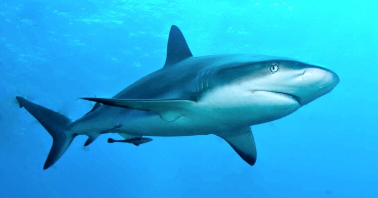sharks-in-the-caribbean-show-traces-of-cocaine,-study-shows