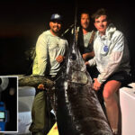 nearly-500-pound-monster-fish-hauled-in-by-us-captain-turns-into-feast-for-whole-town
