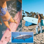 surfer-stalked-by-great-white-shark-on-socal-beach-relives-terrifying-encounter
