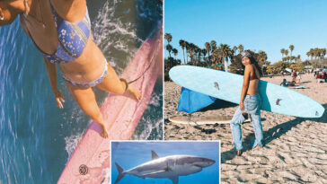 surfer-stalked-by-great-white-shark-on-socal-beach-relives-terrifying-encounter