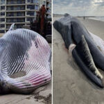 experts-find-cause-of-death-for-whale-washed-up-on-rockaway-beach