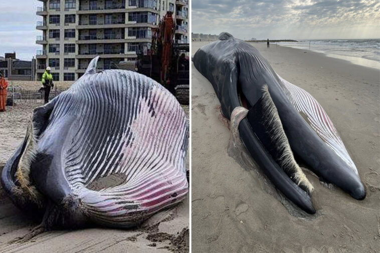 experts-find-cause-of-death-for-whale-washed-up-on-rockaway-beach
