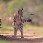 ‘flying-rodent’-photo-of-lynx-ready-to-eat-his-prey-wins-wildlife-photographer-of-the-year-award