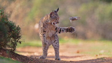 ‘flying-rodent’-photo-of-lynx-ready-to-eat-his-prey-wins-wildlife-photographer-of-the-year-award