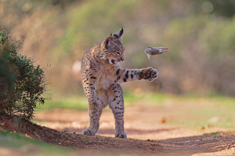 ‘flying-rodent’-photo-of-lynx-ready-to-eat-his-prey-wins-wildlife-photographer-of-the-year-award