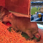 escaped-capybara,-largest-rodent-in-world,-becomes-social-media-sensation