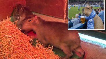 escaped-capybara,-largest-rodent-in-world,-becomes-social-media-sensation