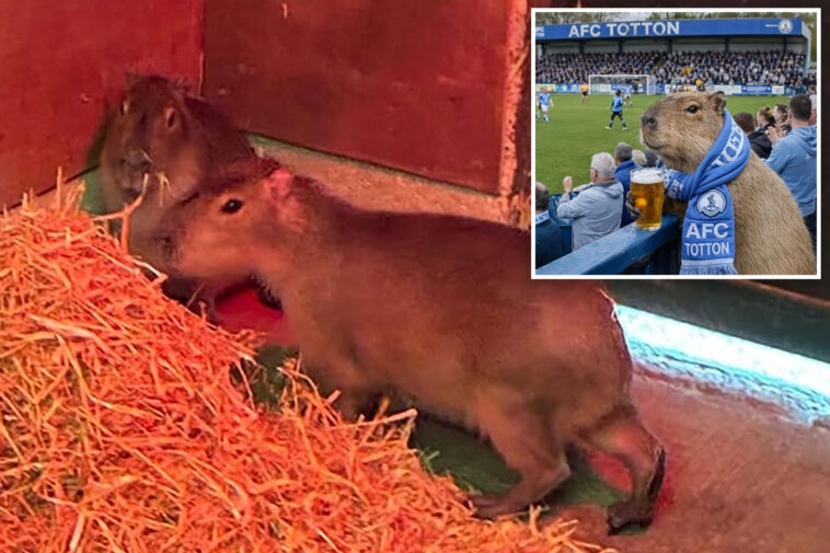 escaped-capybara,-largest-rodent-in-world,-becomes-social-media-sensation
