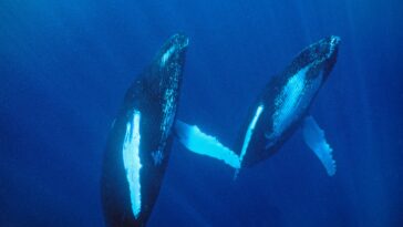 older-humpback-males-sing-like-rockstars-to-get-the-girls-in-epic-comeback