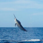 watch:-man-catches-480-pound-swordfish-in-fl,-donates-meat-to-neighbors
