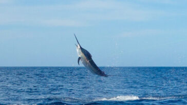 watch:-man-catches-480-pound-swordfish-in-fl,-donates-meat-to-neighbors