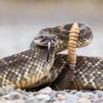 rattlesnake-danger-growing-in-southern-california-after-second-deadly-bite-in-weeks