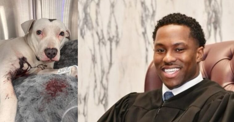 youngest-judge-in-pennsylvania-history-under-investigation-after-shooting-10-month-old-puppy-that-got-loose-while-family-was-searching-for-her