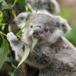 australian-police-identify-suspect-in-deadly-case-of-koala-tied-to-car-and-dragged-down-street