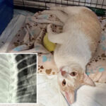 cat-killer-on-the-loose-in-los-angeles-as-dozens-are-found-dead