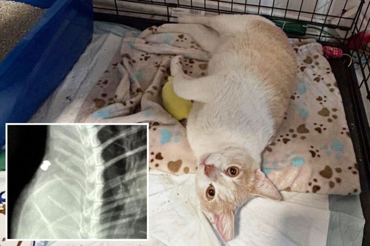 cat-killer-on-the-loose-in-los-angeles-as-dozens-are-found-dead