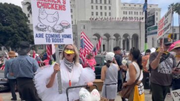 hilarious-video:-unhinged-liberal-woman-clucks-and-wears-full-chicken-costume-at-‘no-kings’-los-angeles-to-protest-president-trump
