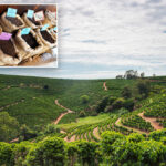 the-price-of-coffee-is-skyrocketing-faster-than-all-other-groceries-—-and-the-reason-goes-way-beyond-tariffs