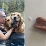 colorado-dogs-poisoned-after-eating-meth-laced-hot-dogs-found-tossed-in-family-yard