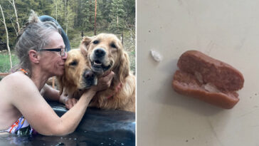 colorado-dogs-poisoned-after-eating-meth-laced-hot-dogs-found-tossed-in-family-yard
