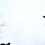 spain-tracking,-closing-airspace-to-us.-aircraft-participating-in-iran-war